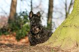 SCOTTISH TERRIER 065